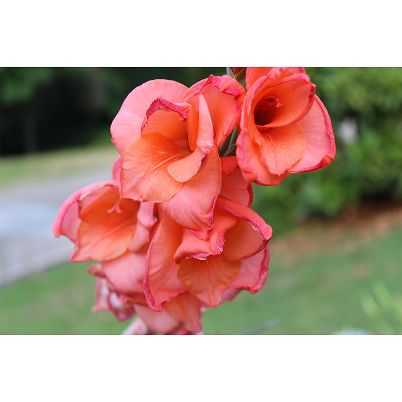 Gladiolus Mural Decal Modern Style Moisture Resistant for Sitting Room