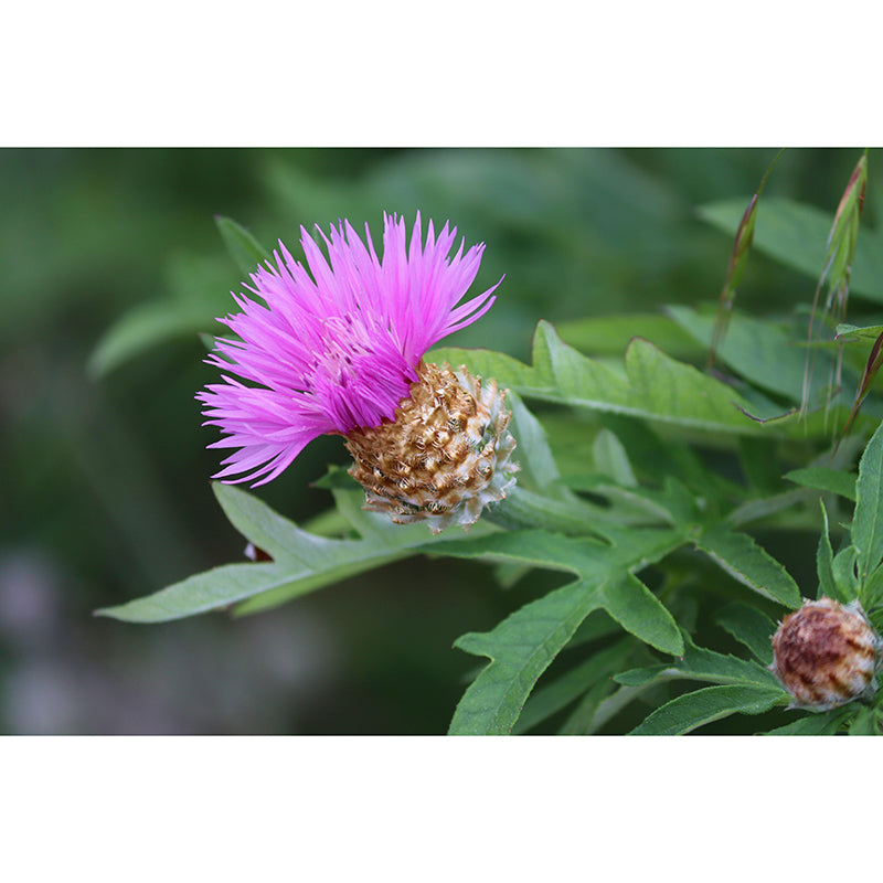 Customized Moisture Resistant Mural Wallpaper Decal Knapweed Wall Decor