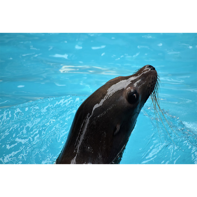 Sea Seal Wall Covering for Living Room Bedroom Water Resistant, Made to Measure