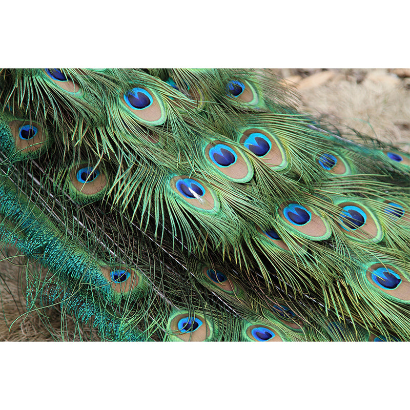 Peacock Feather Wall Covering Mildew Resistant for Sleeping Room, Customized Size