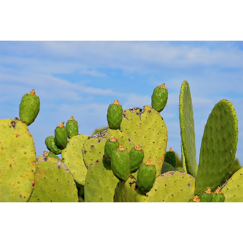Green Cactus Wall Mural Modernism Wall Decoration for Sitting Room, Made to Measure