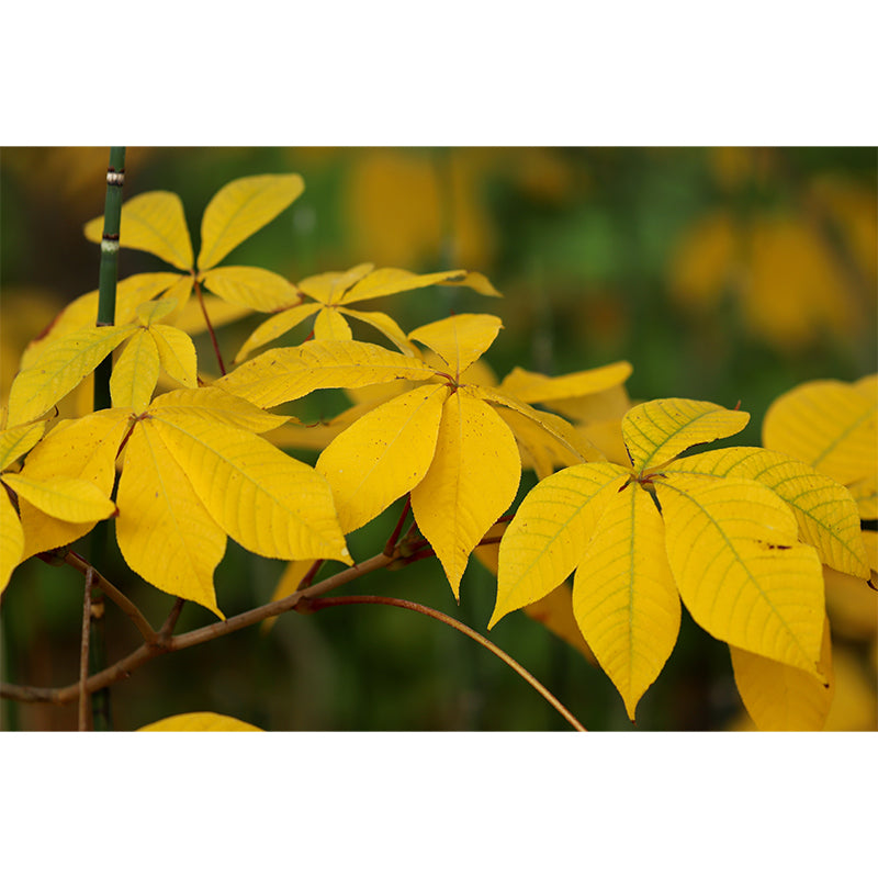 Autumn Leaves Murals Customized Stain Resistant Wall Decoration for Home