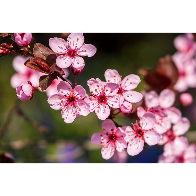 Flower Wall Mural for Sleeping Room Gust Room Water Resistant, Custom Size Available