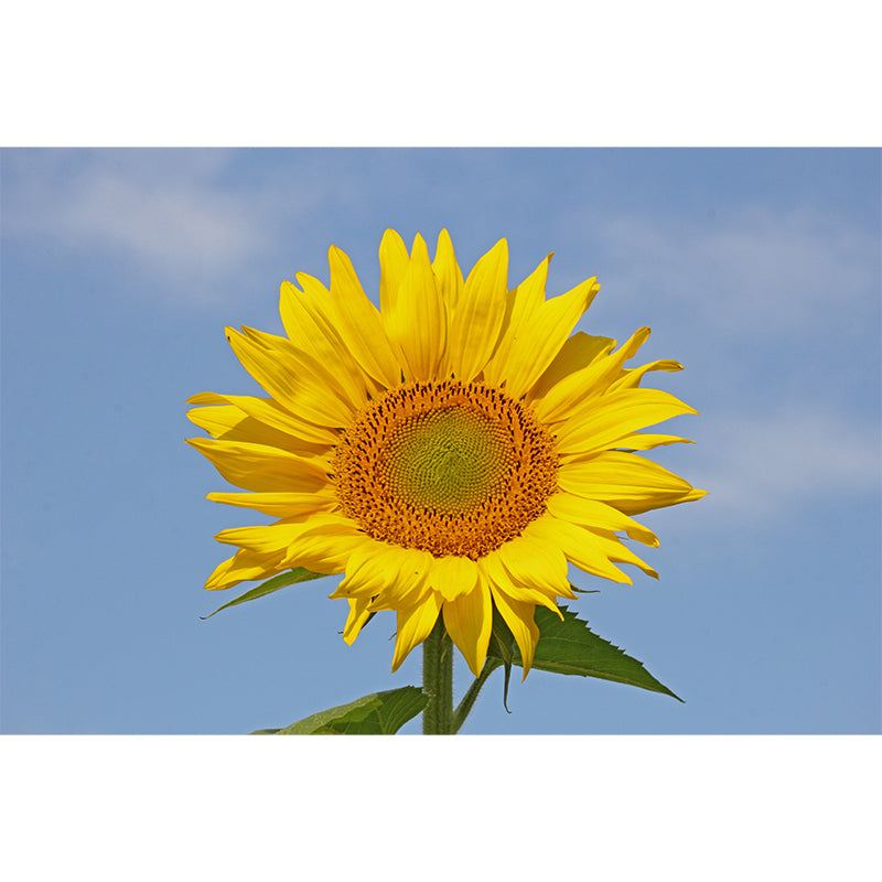 Blooming Sunflower Wall Mural for Living Room Decoration, Made to Measure