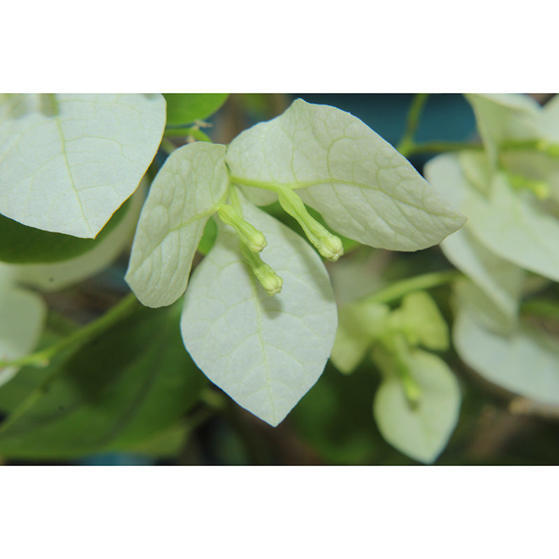 Green Leaf Mural Wallpaper Moisture Wallpaper Resistant for Bedroom Decor