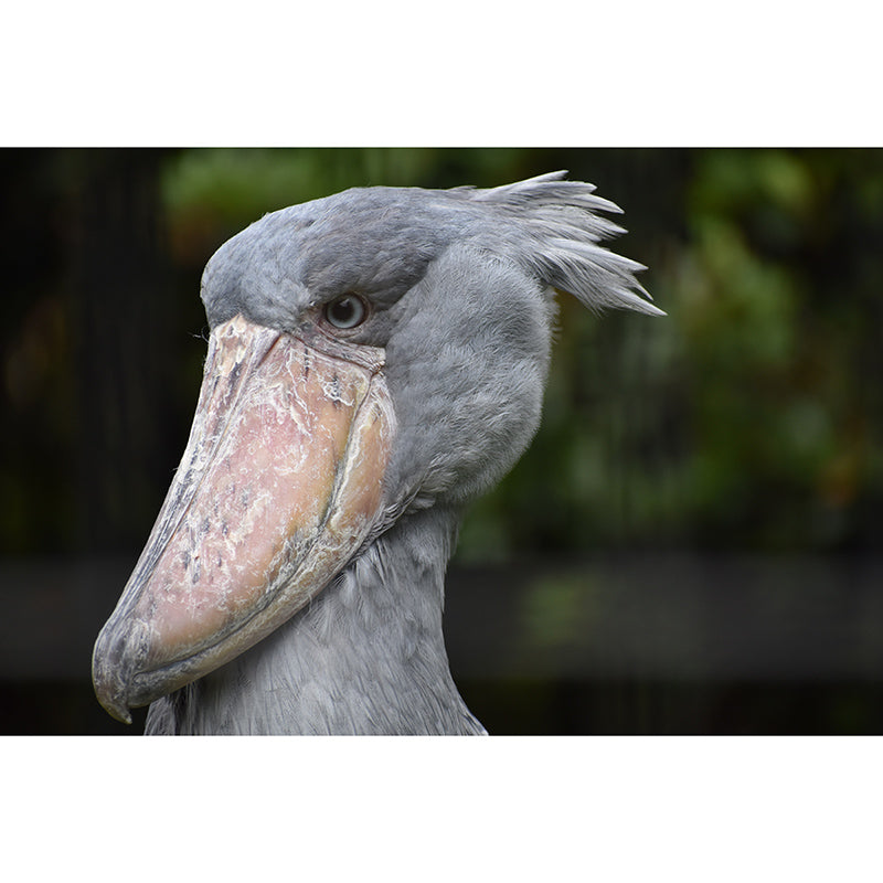 Pelican Animal Mural Wallpaper Contemporary Wall Covering for Sitting Room