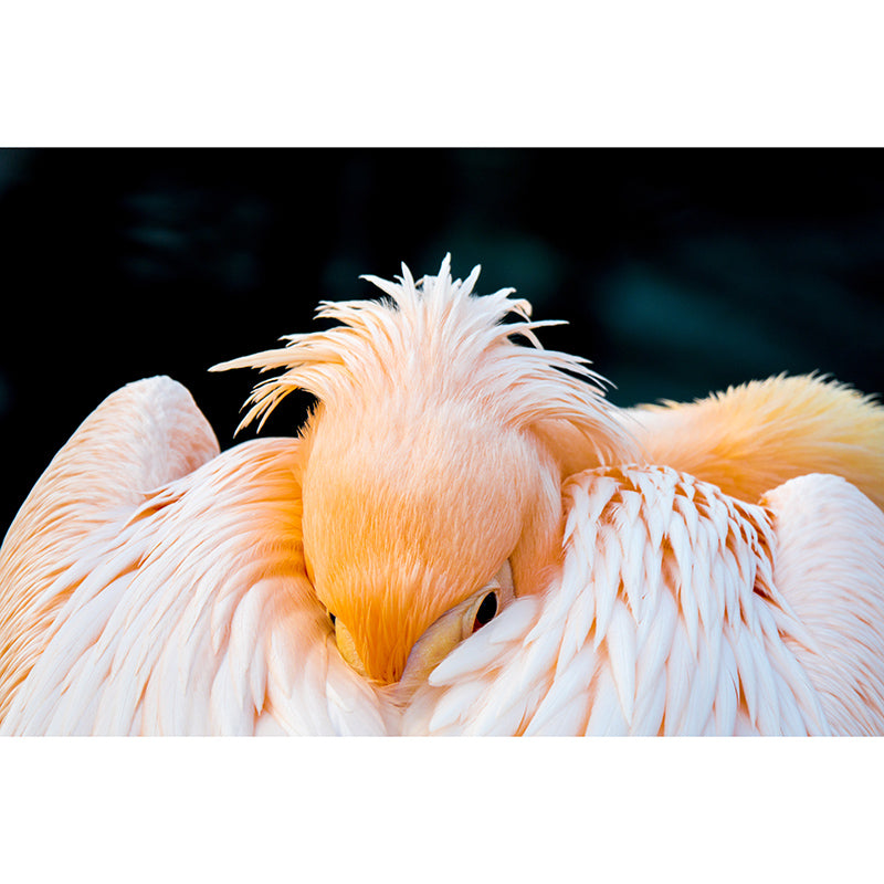 Pelican Animal Mural for Home Decor Moisture Resistant, Made to Measure