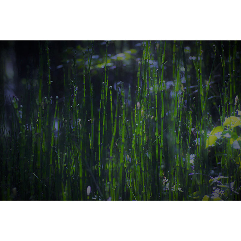 Green Bamboo Wall Decor for Bedroom Living Room Waterproofing, Made to Measure