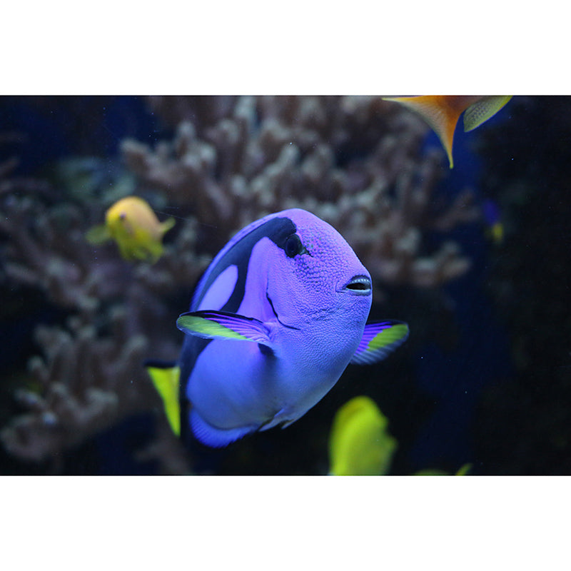 Sea Creatures Photography Decorative Wall Murals for Bedrooms Sitting Room