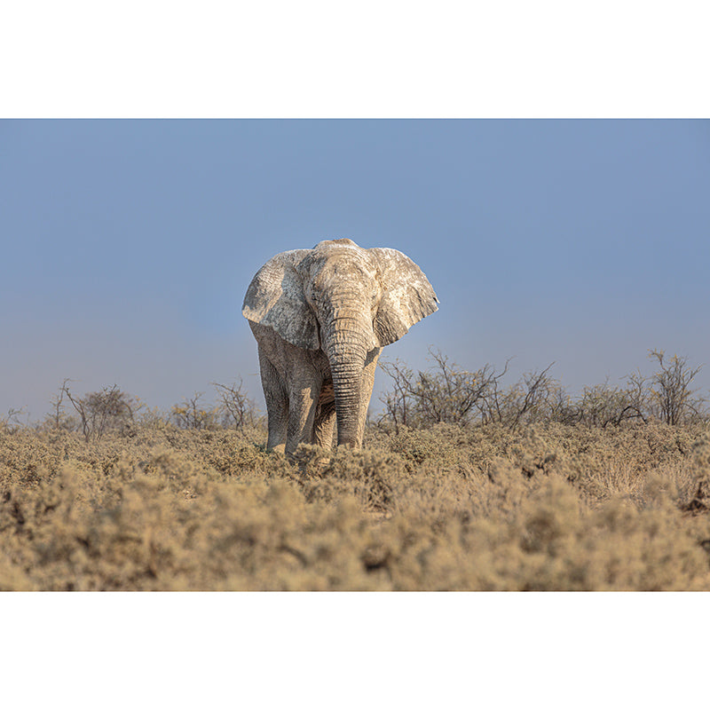 Elephant Animal Wall Covering for Home Decoration Waterproofing, Made to Measure