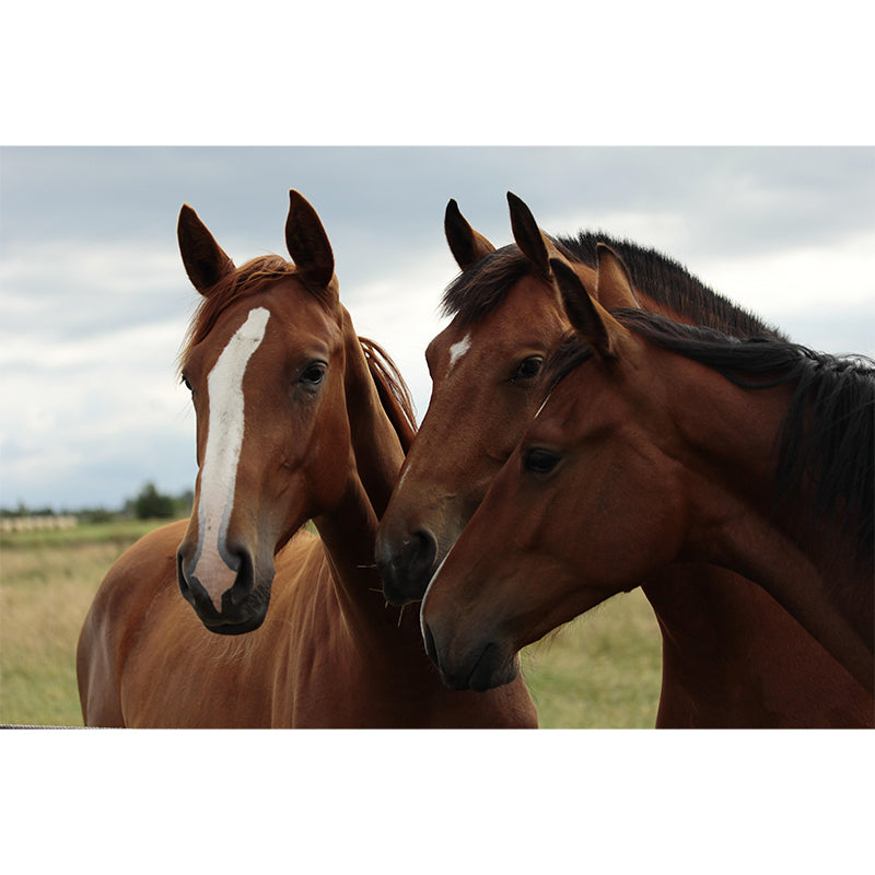 Modern Horse Mural Wallpaper Moisture Resistant Living Room Wall Covering