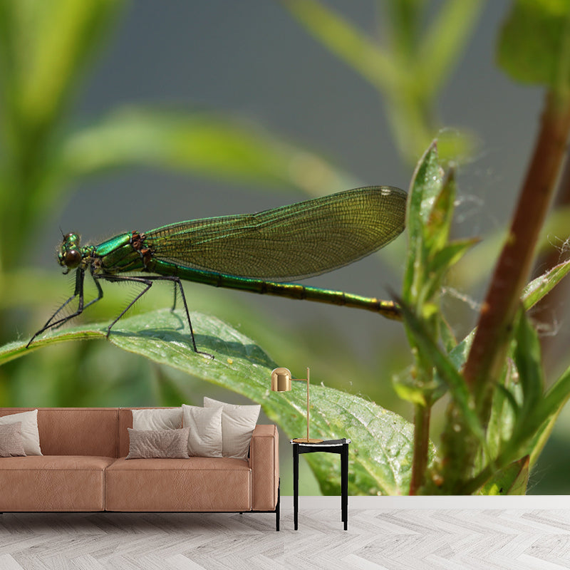 Customized Photography Dragonfly Mural Stain Resistant Wall Art for Dining Room