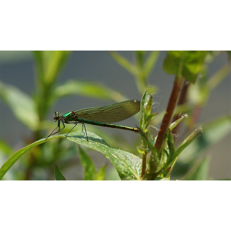 Customized Photography Dragonfly Mural Stain Resistant Wall Art for Dining Room