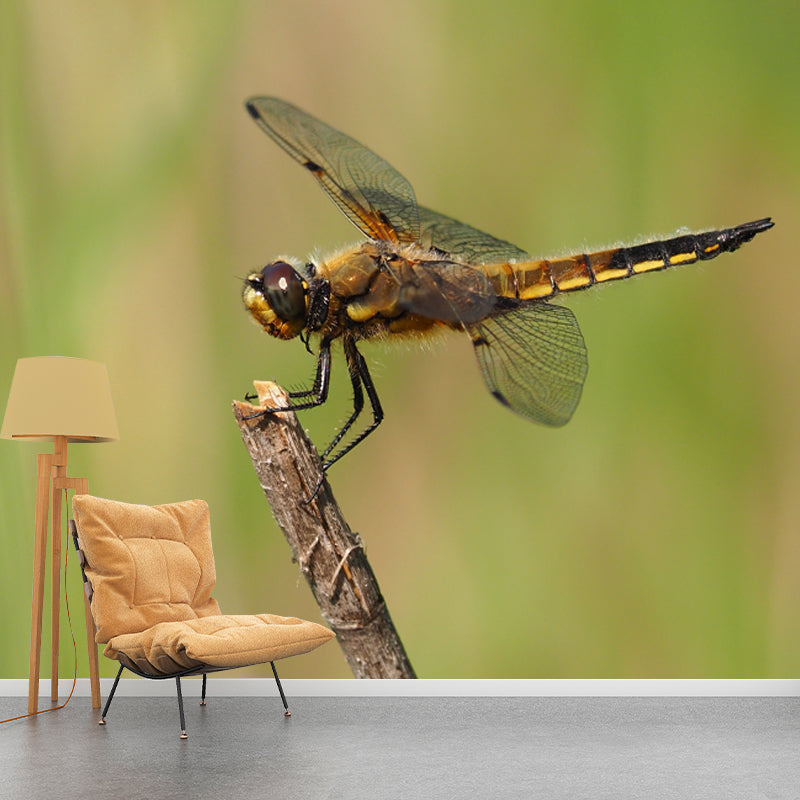 Customized Photography Dragonfly Mural Stain Resistant Wall Art for Dining Room