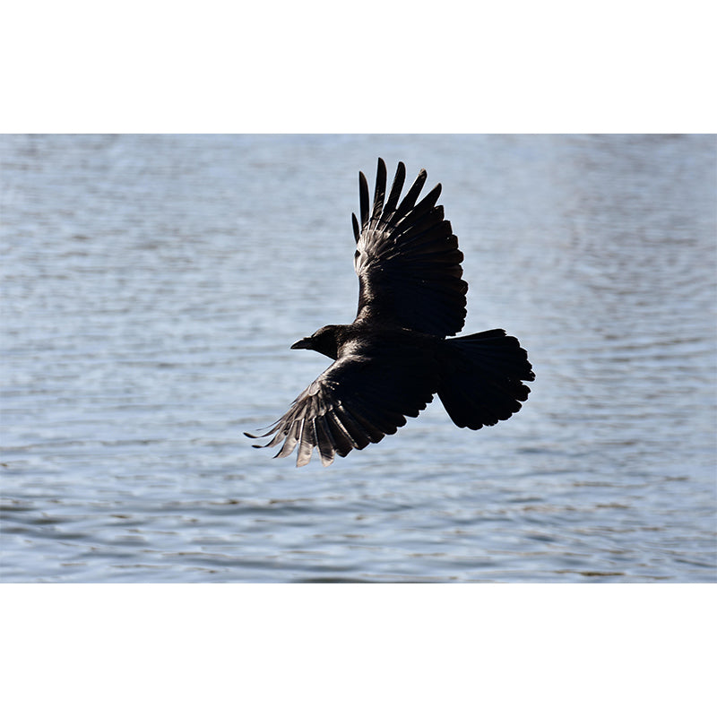 Modern Crow Mural Wallpaper Moisture Resistant Living Room Wall Covering