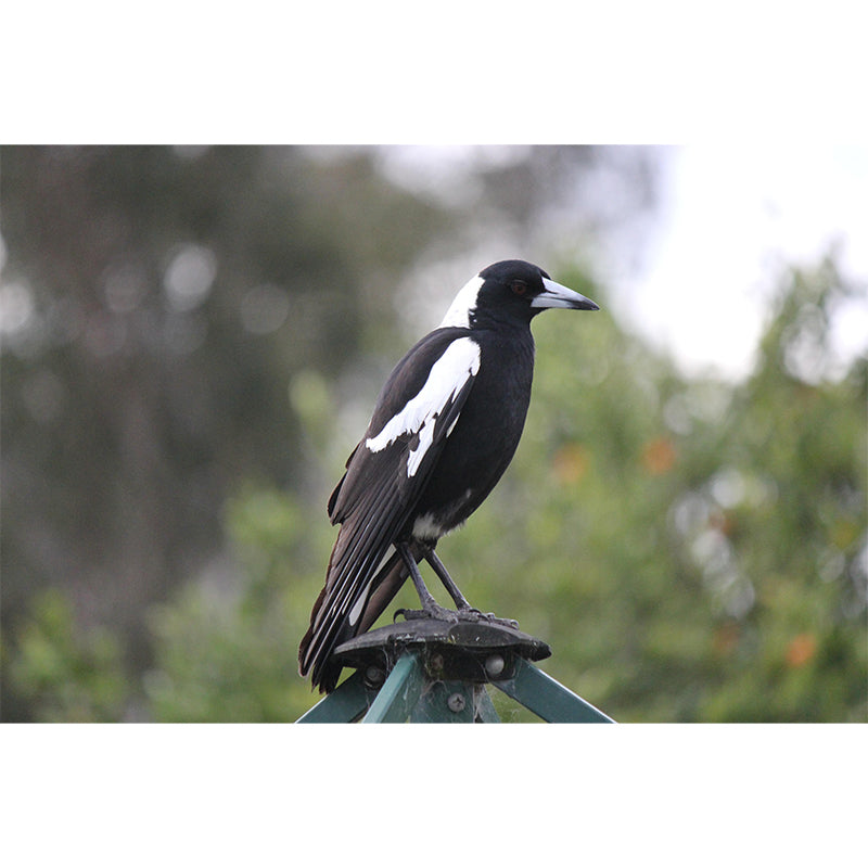 Modern Magpie Mural Wallpaper Moisture Resistant Living Room Wall Covering