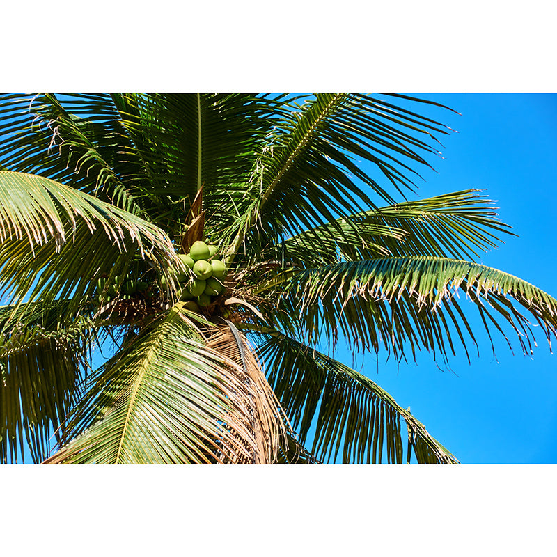 Tropical Coconut Tree Mural for Living Room Waterproofing, Custom Size Available