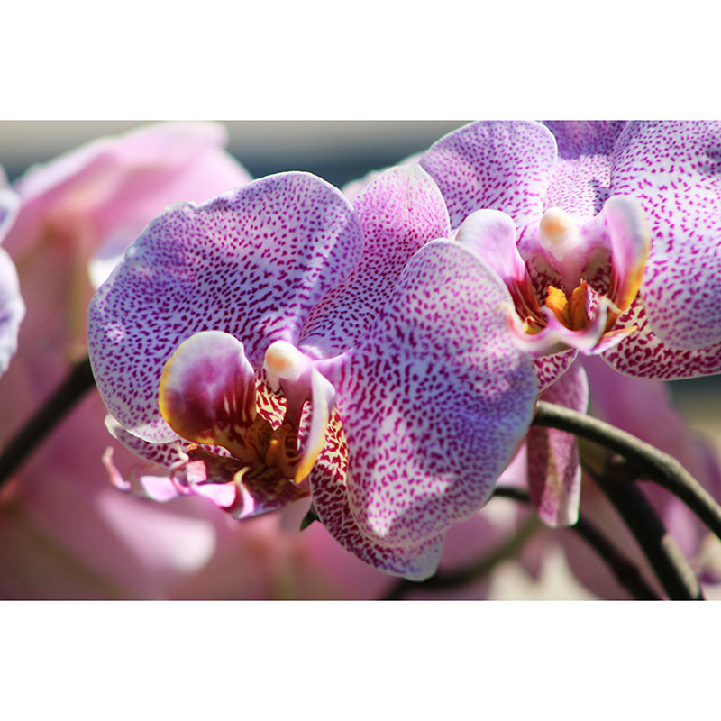 Orchid Flower Mural Wallpaper Colorful Mildew Resistant Wallpaper, Custom Size Available