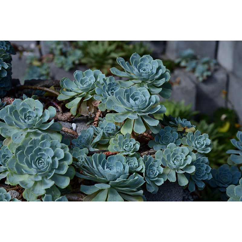 Contemporary Sitting Room Mural Wallpaper Tropical Plants Wall Decor, Moisture Resistant