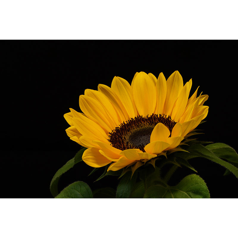 Sunflower Mural Wall Covering for Living Room Decorative Mildew Resistant Wallpaper