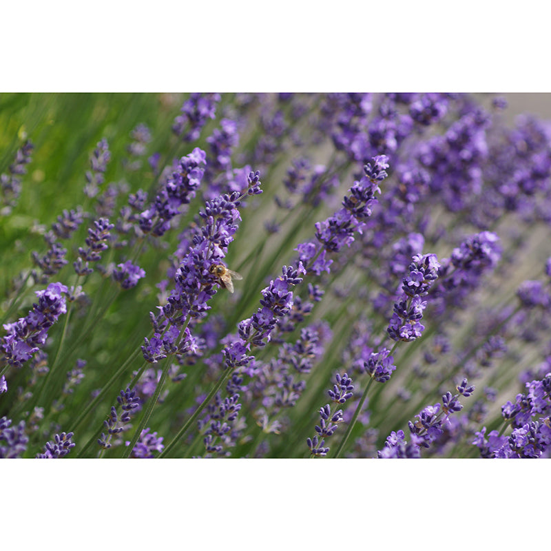 Lavender Mural Wall Covering for Living Room Decorative Mildew Resistant Wallpaper