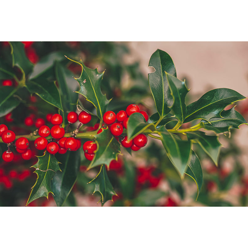 Customized Holly Wallpaper Mural Stain Resistant for Living Room Decor