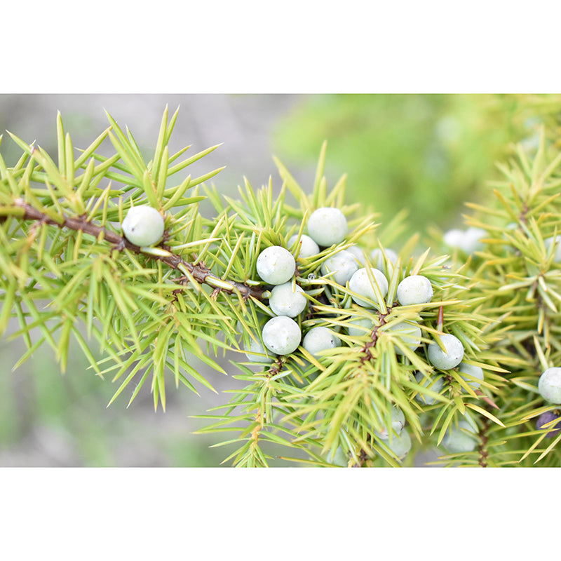 Customized Juniper Wall Mural Stain Resistant Eco-friendly Wallpaper for Living Room