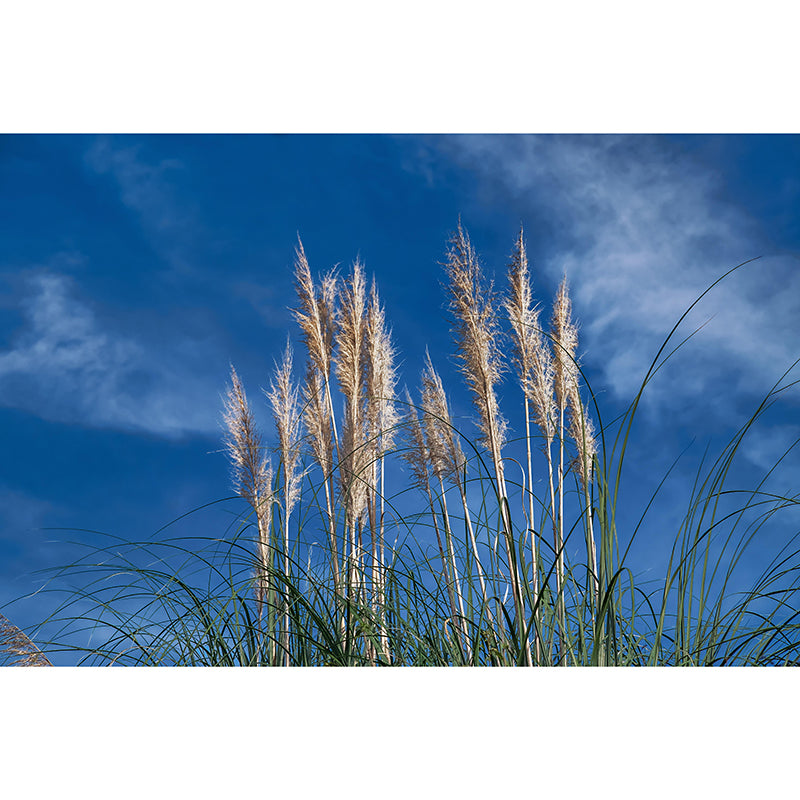 Customized Reed Grass Wall Mural Stain Resistant for Living Room Decor