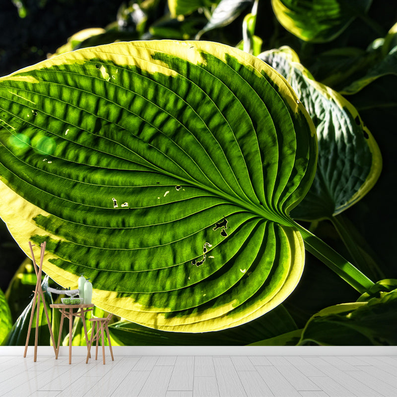 Customized Hosta Leaf Wall Mural Stain Resistant for Living Room Decor