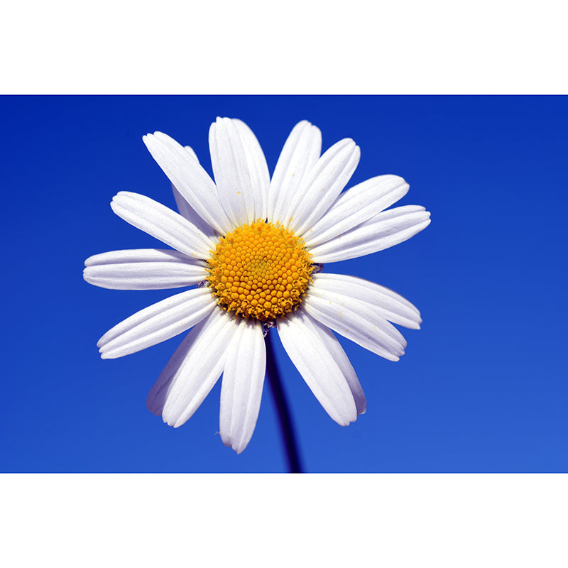 Marguerite Flower Wall Mural for Sleeping Room Decoration, Custom Size Available