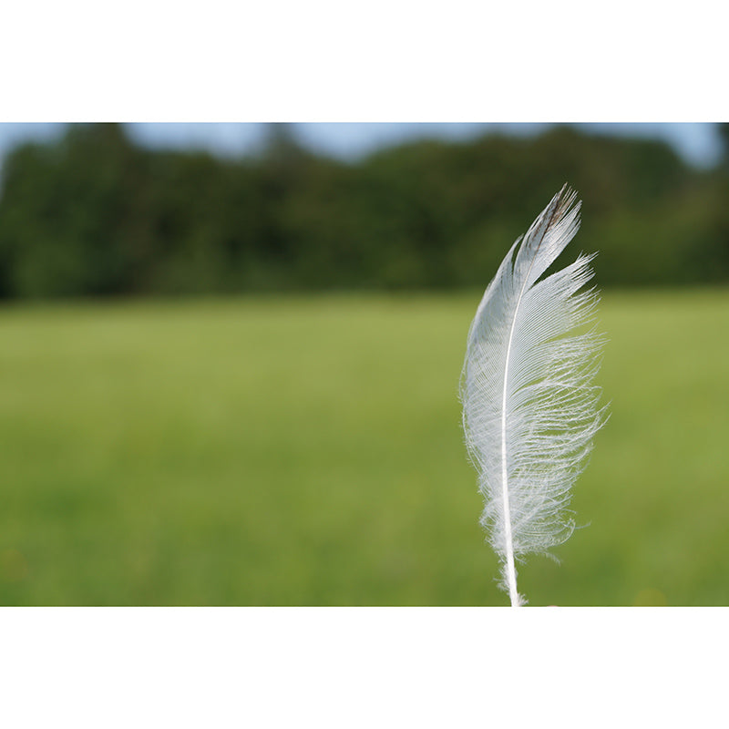 Mural Wallpaper with Feather Pattern Wall Covering for Living Room Bedroom