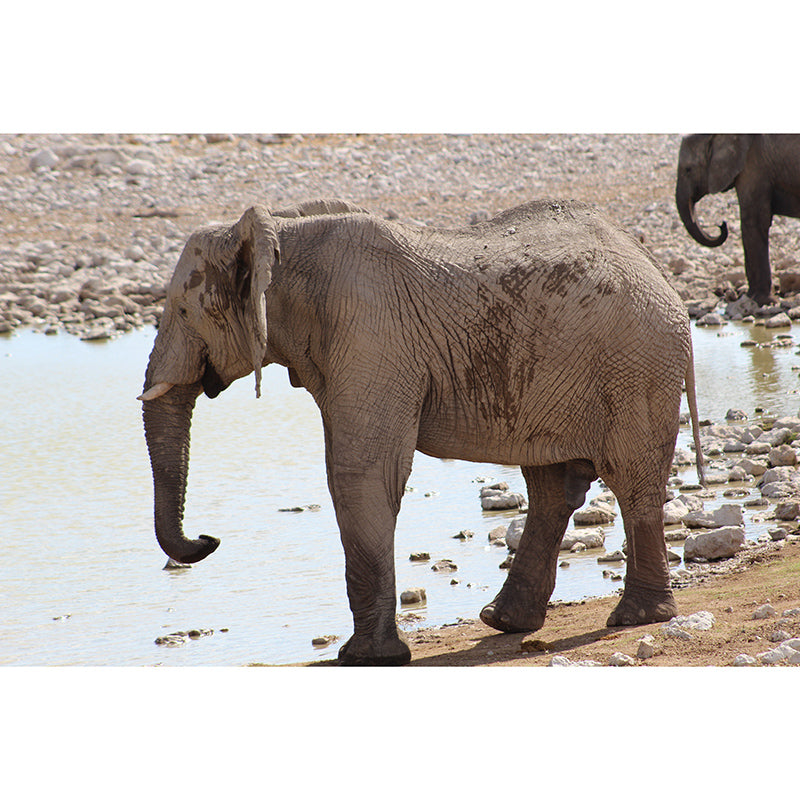 Elephant Mural Wallpaper Meeting Room Living Room Home Decor, Custom Size Available