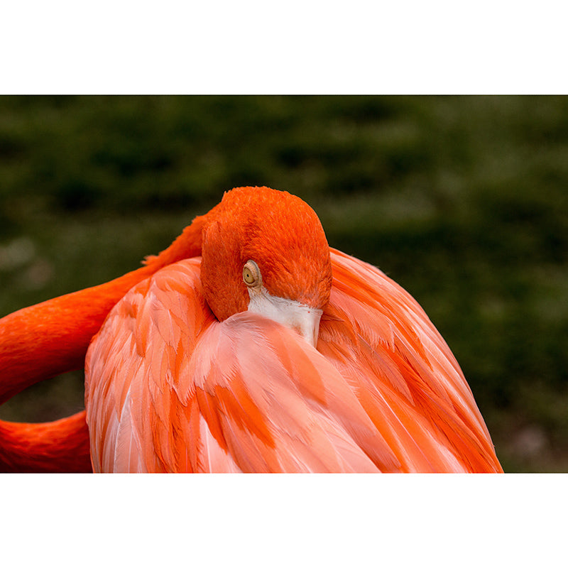 Tropical Flamingo Wall Mural Moisture Resistant Wall Covering for Living Room, Customised