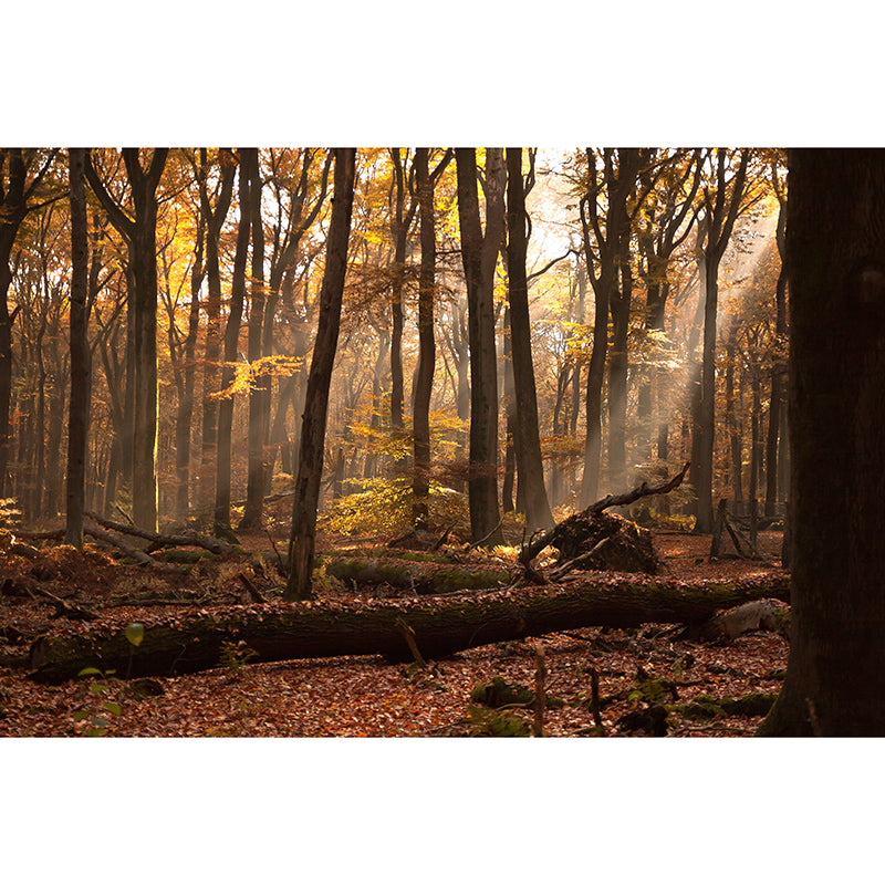 Autumn Forest Scenery Mural Wallpaper Wall Decor Waterproof, Home Decor