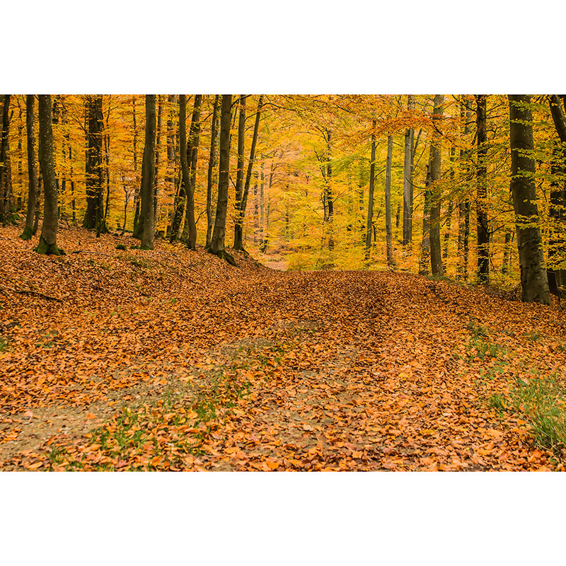 Autumn Forest Mural Wallpaper Stain Resistant for Living Room, Custom Size Available