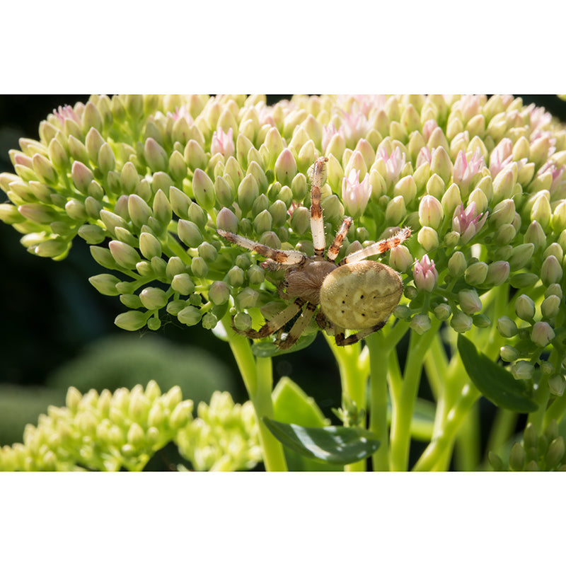 Green Plants Mural Wallpaper for Reading Room Waterproofing, Custom Size Available