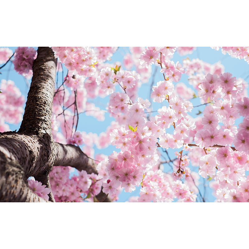 Cherry Blossoms Mural for Living Room Decoration in Pink, Made to Measure
