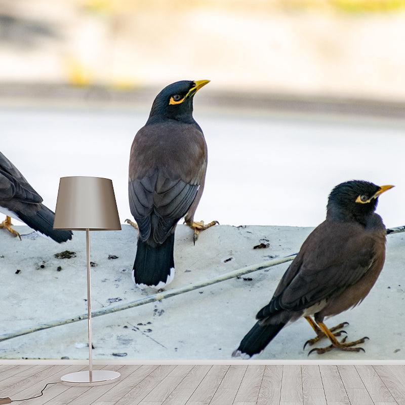 Myna Animal Wallpaper Mural Contemporary Style Wall Art for Living Room