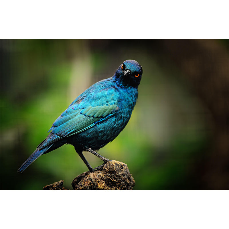 Myna Animal Wallpaper Mural Contemporary Style Wall Art for Living Room