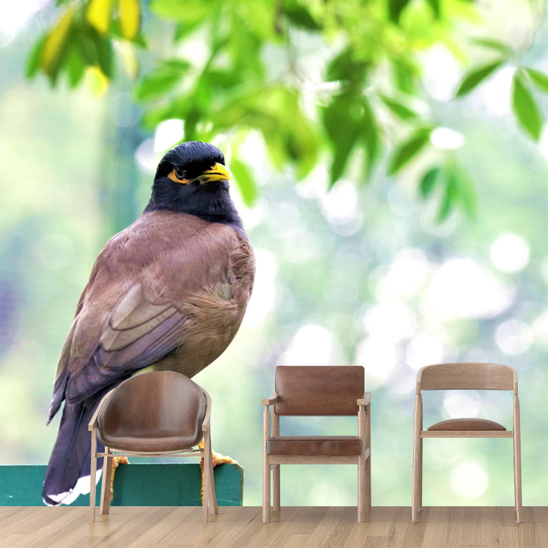 Myna Animal Wallpaper Mural Contemporary Style Wall Art for Living Room