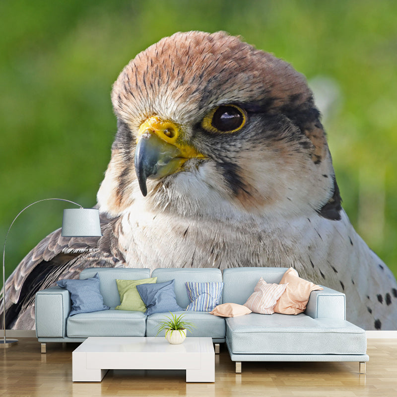 Photography Falcon Wall Mural Wallpaper Moisture Resistant Mural for Home