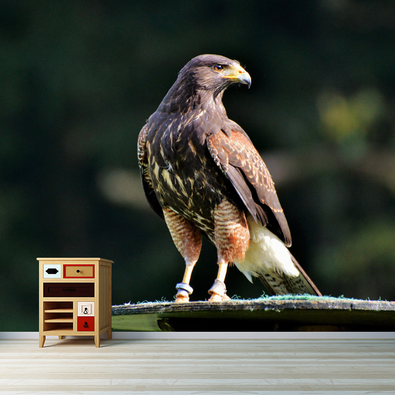 Photography Falcon Wall Mural Wallpaper Moisture Resistant Mural for Home