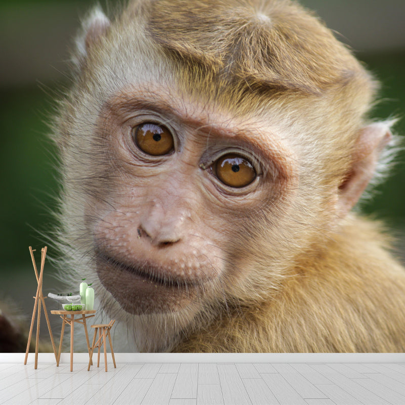 Monkey Animal Wallpaper Mural Contemporary Style Wall Art for Living Room