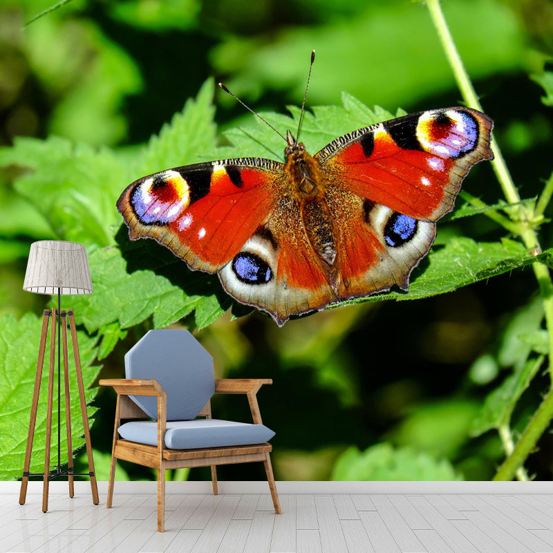 Butterfly Animal Wallpaper Mural Contemporary Style Wall Art for Living Room
