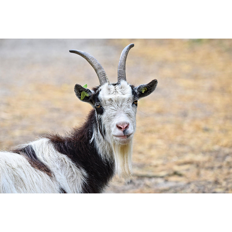 Goat Animal Wallpaper Mural Contemporary Style Wall Art for Living Room