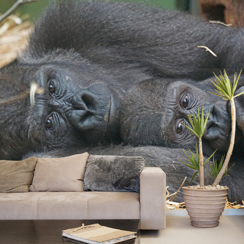 Chimpanzees Animal Wallpaper Mural Contemporary Style Wall Art for Living Room