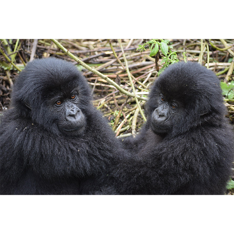 Chimpanzees Animal Wallpaper Mural Contemporary Style Wall Art for Living Room