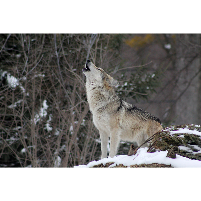 Wolf Animal Wall Art for Living Room Bedroom Home Decorations, Stain Resistant