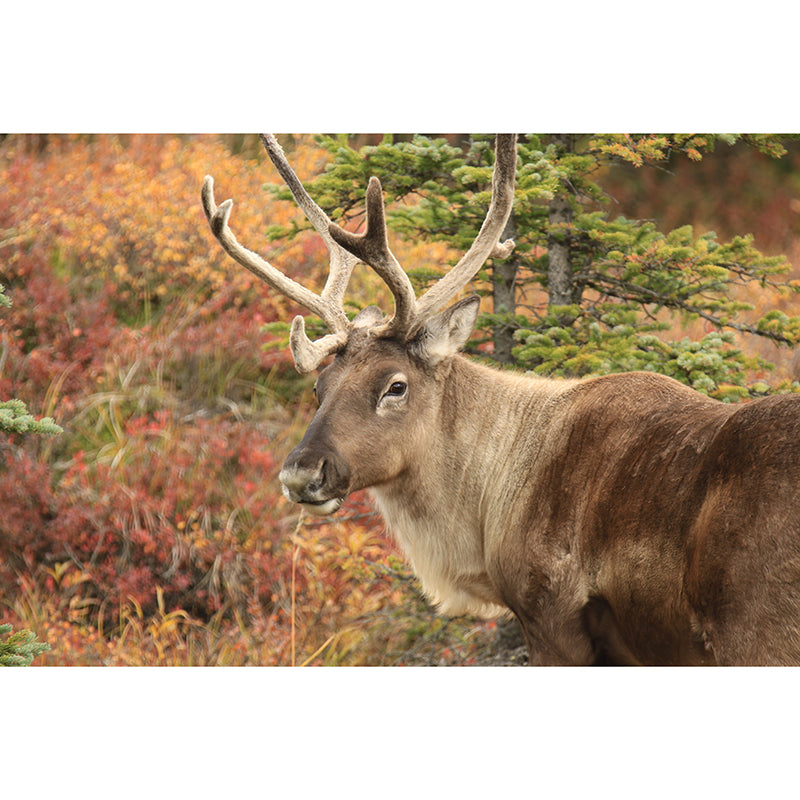 Deer Animal Mural Wallpaper Decorations for Sitting Room, Stain Resistant