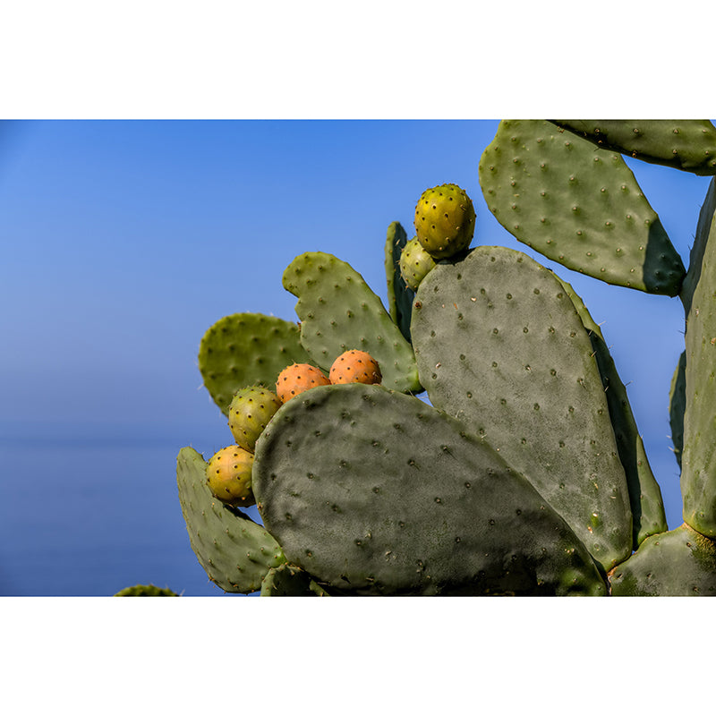 Green Cactus Mural Wallpaper for Reading Room Bedroom, Moisture Resistant